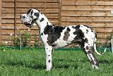 DOGUE ALLEMAND 167